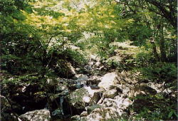 渓谷内の渓流の写真
