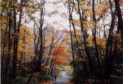 紅葉の美しい遊歩道の写真