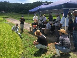 成熟期調査の実演