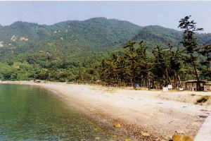 松林に接した自然海岸の写真