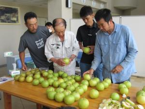 梨の仕上がりを確認する生産者