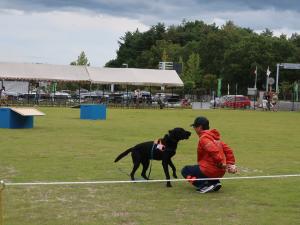 災害救助犬演技