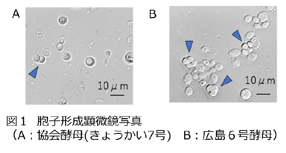 図１胞子形成顕微鏡写真