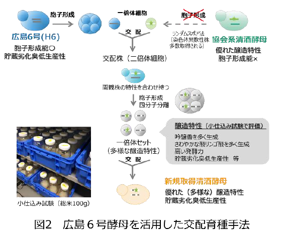 図２広島６号酵母を活用した交配育種手法