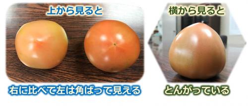 トマト写真