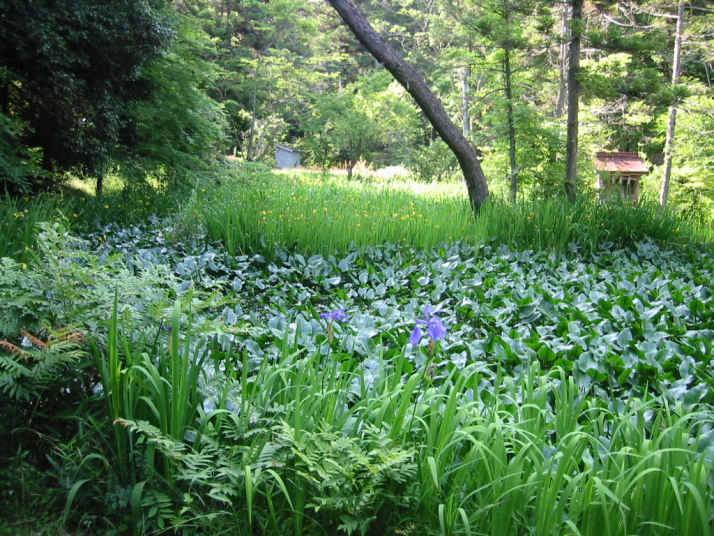 竹林寺3