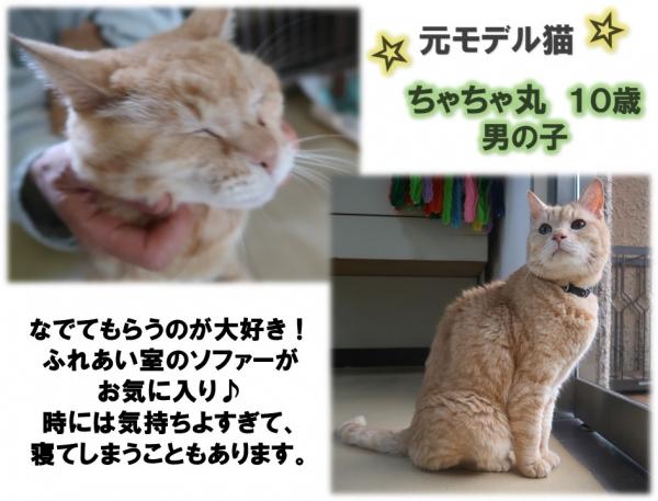 ちゃちゃ丸