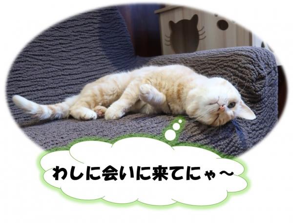チャチャ丸