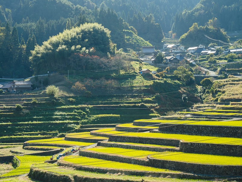 安芸太田町中筒賀にある山すそに沿って狭い田んぼが等高線のように重なり合う井仁の棚田