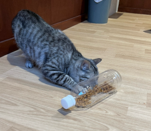 知育トイ