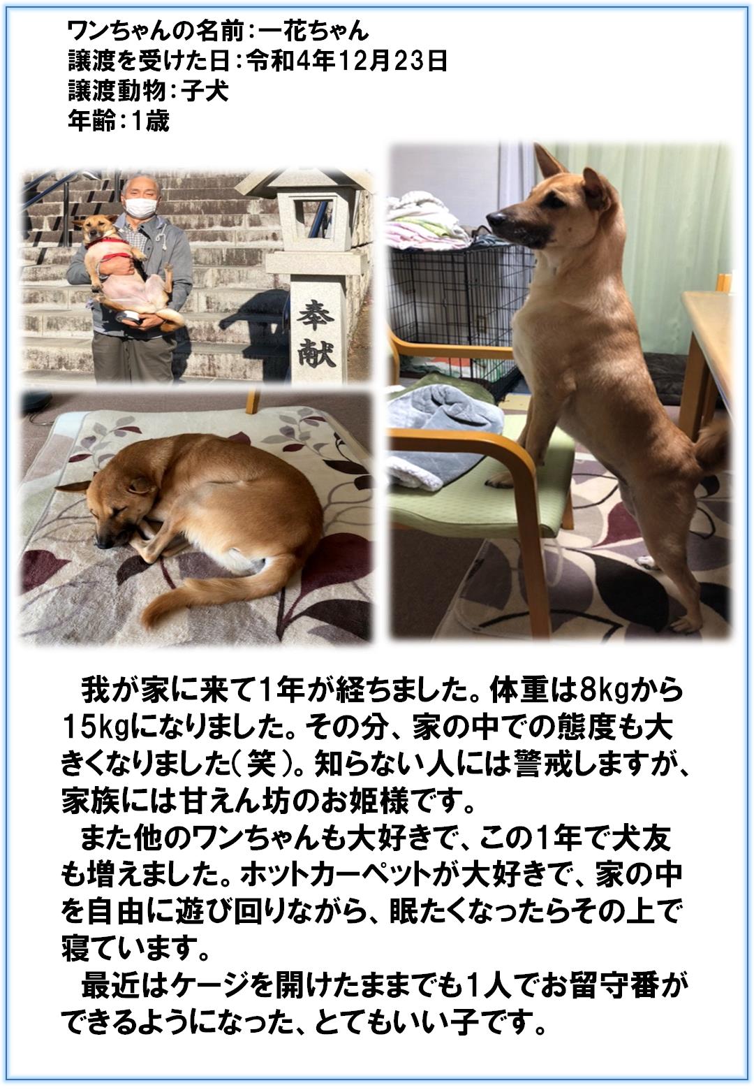 一花