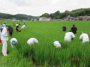 検証ほの病害虫調査の様子(７月)