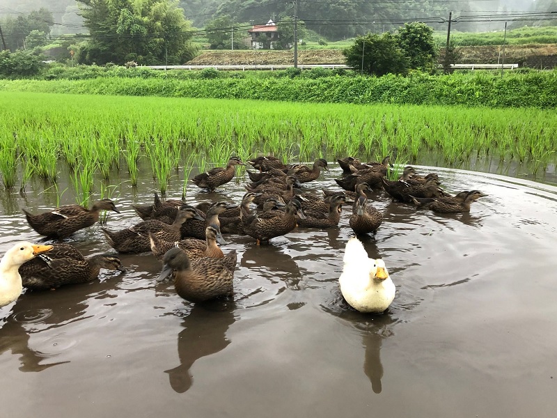 アイガモの大群の写真