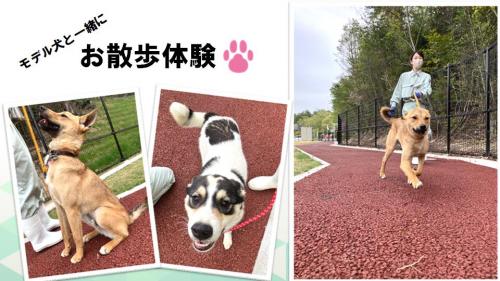 お散歩体験