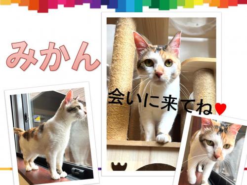 みかん