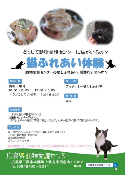 猫ふれあい体験