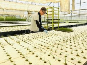 ねぎの植え付けの様子