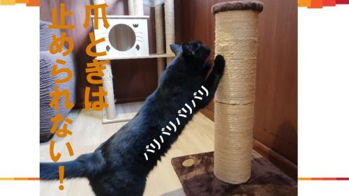 爪とぎは止められない！