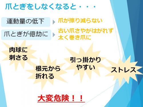 爪とぎシニア