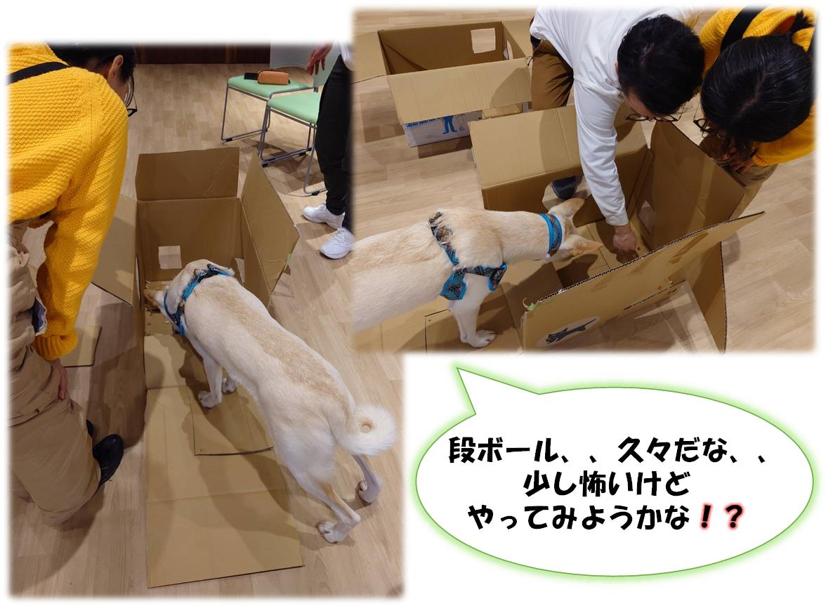 しらたま2