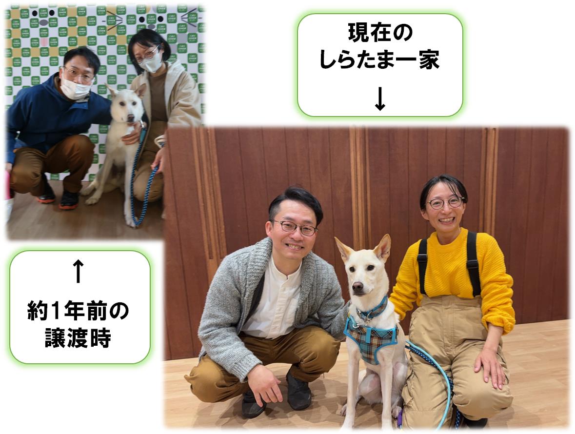 しらたま3