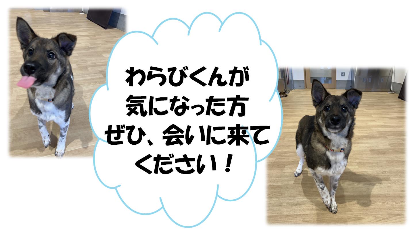 わらび４