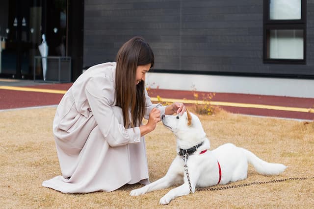 犬を撫でる女性