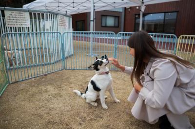犬の顎を撫でる女性