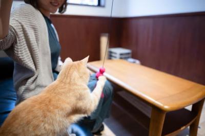 猫をじゃらす