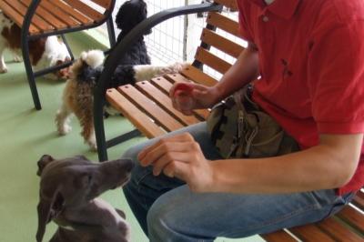 ベンチに座る人と犬