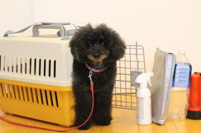防災グッズと犬