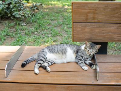 ベンチに寝転ぶ猫
