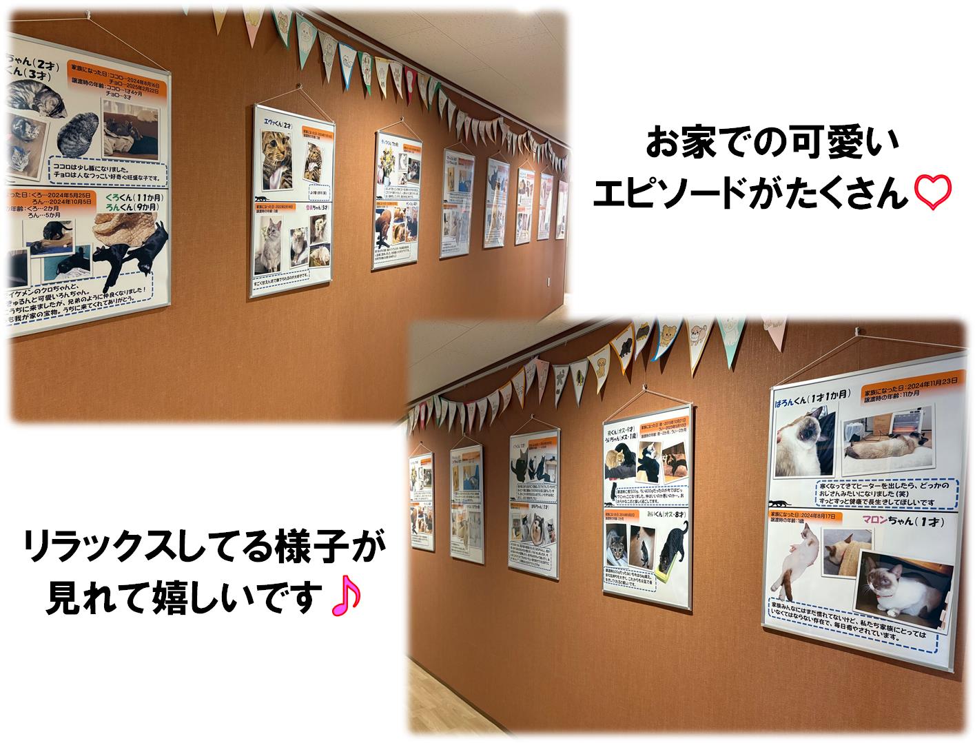 猫の写真展開催中１