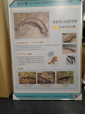 オオサンショウウオ