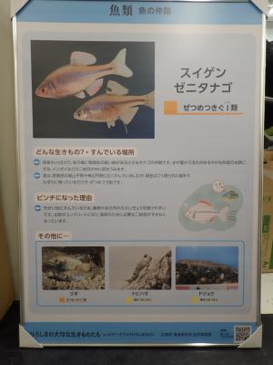 スイゲンゼニタナゴ