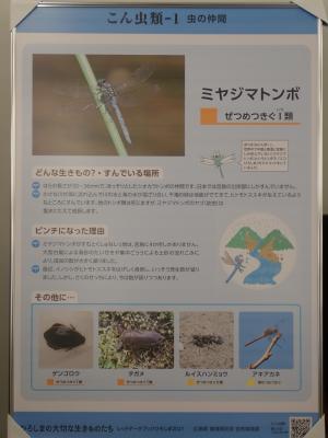 ミヤジマトンボ