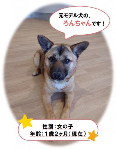 ろんちゃん1