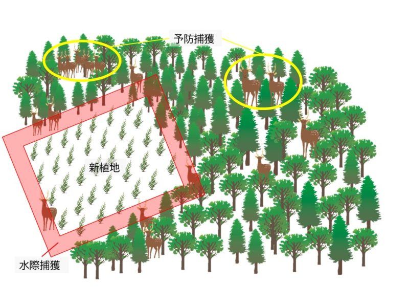 水際捕獲