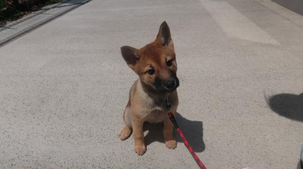 譲渡犬18