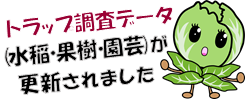 キャベツ