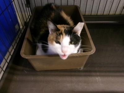 譲渡成猫