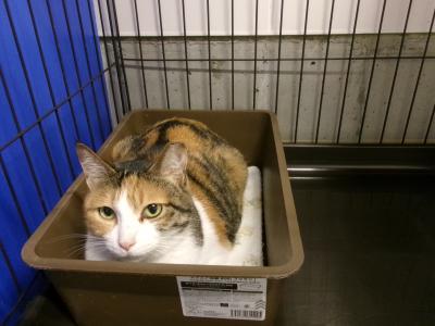 譲渡成猫