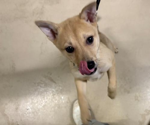 譲渡用犬
