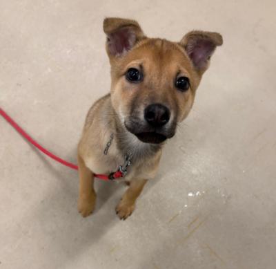 譲渡用犬