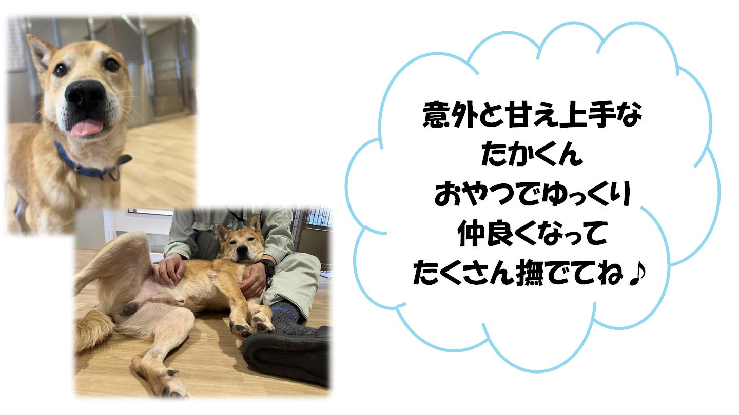 たか３