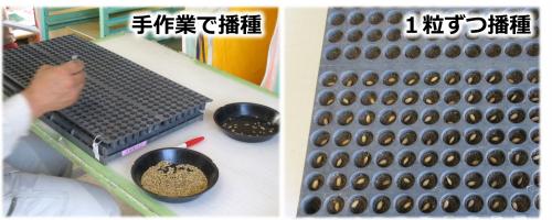 手作業で１粒ずつ播種の作業をしている様子