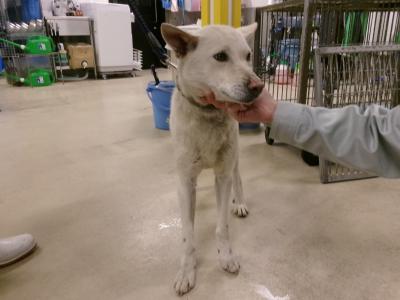 迷い犬・正面