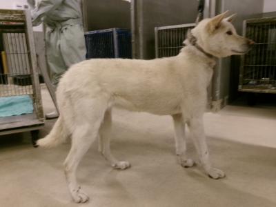 迷い犬・横
