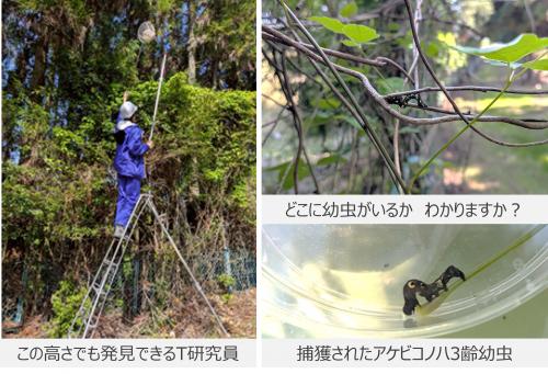 アケビコノハを採集している様子
