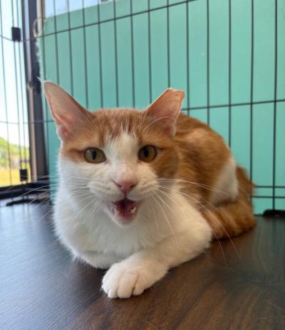 譲渡用猫